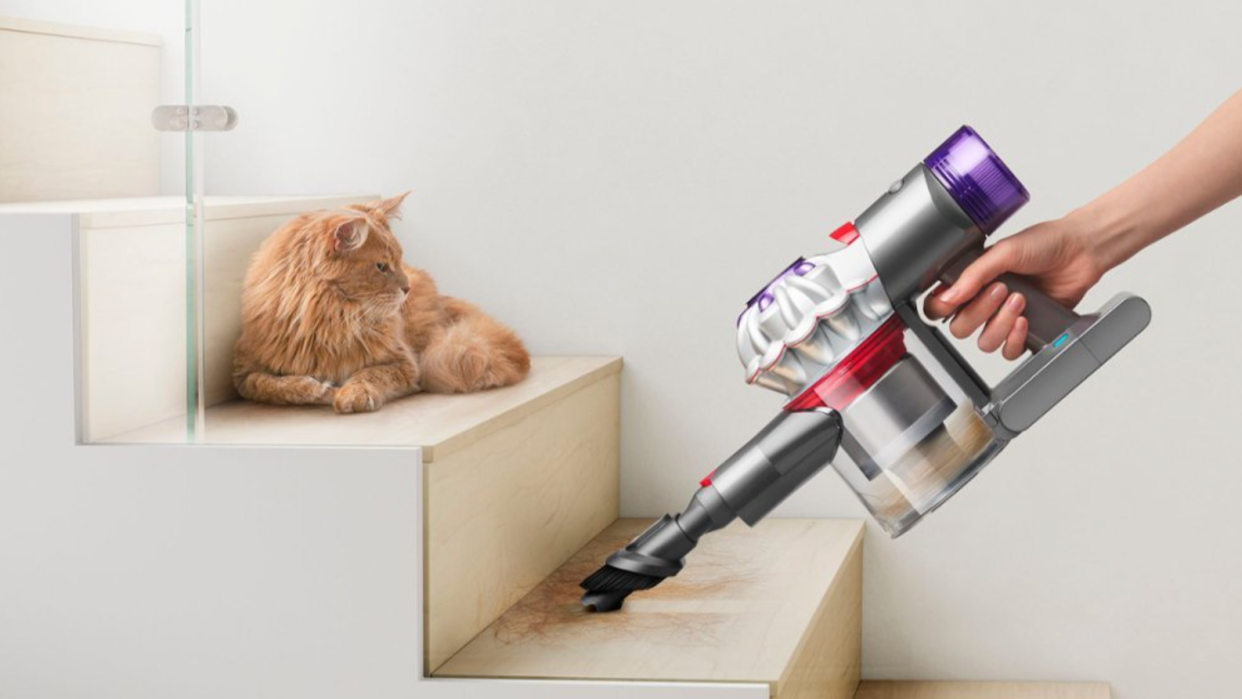 گربه که به یک دست نگاه می کند از جاروبرقی Dyson V7 برای تمیز کردن برخی از پله ها استفاده می کند